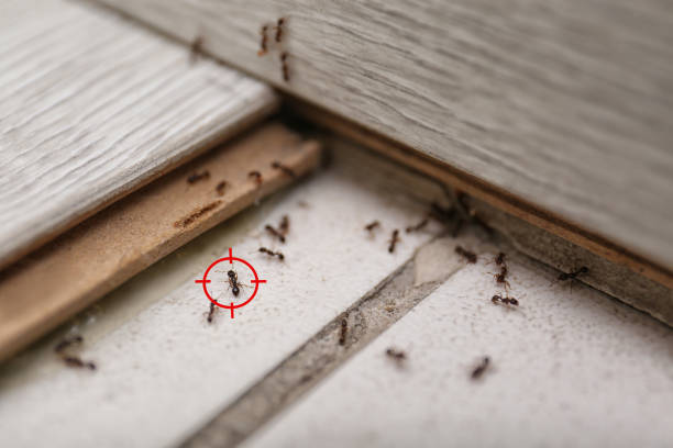 Best Commercial Pest Control Services  in Yoncalla, OR